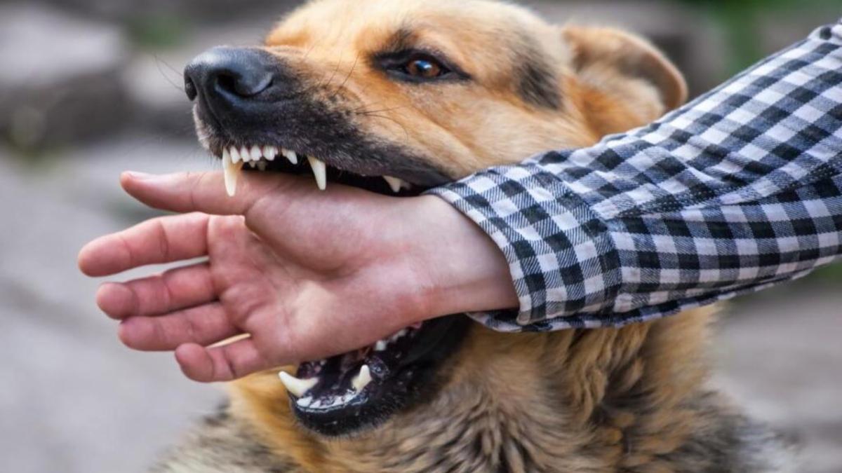 DHS Kerala Report Links Dog-Bite Deaths to Delayed Care