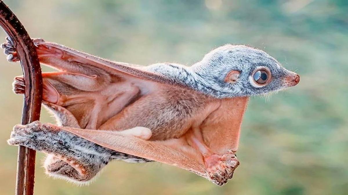 colugo-unveiled-the-flying-lemur-that-neither-flies-nor-lemur