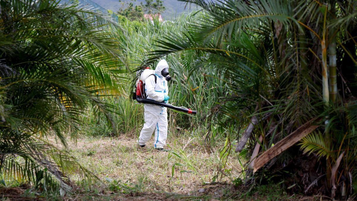 WHO Issues Urgent Warning on Global Chikungunya Epidemic